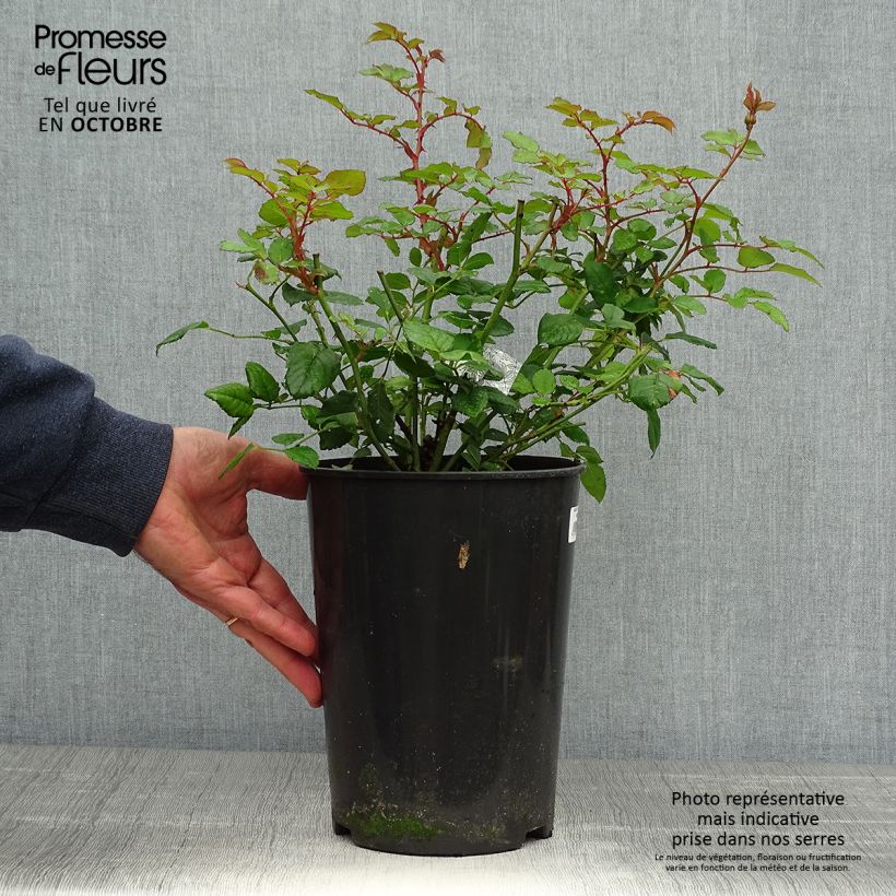 Esemplare di Rosa The Poet's Wife Vaso da 4L/5L come consegnato in autunno