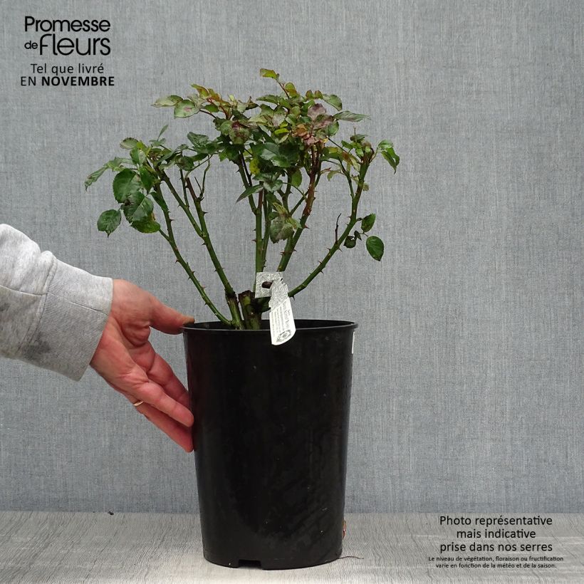 Esemplare di Rosa moscata Tranquillity Vaso da 4L/5L come consegnato in autunno