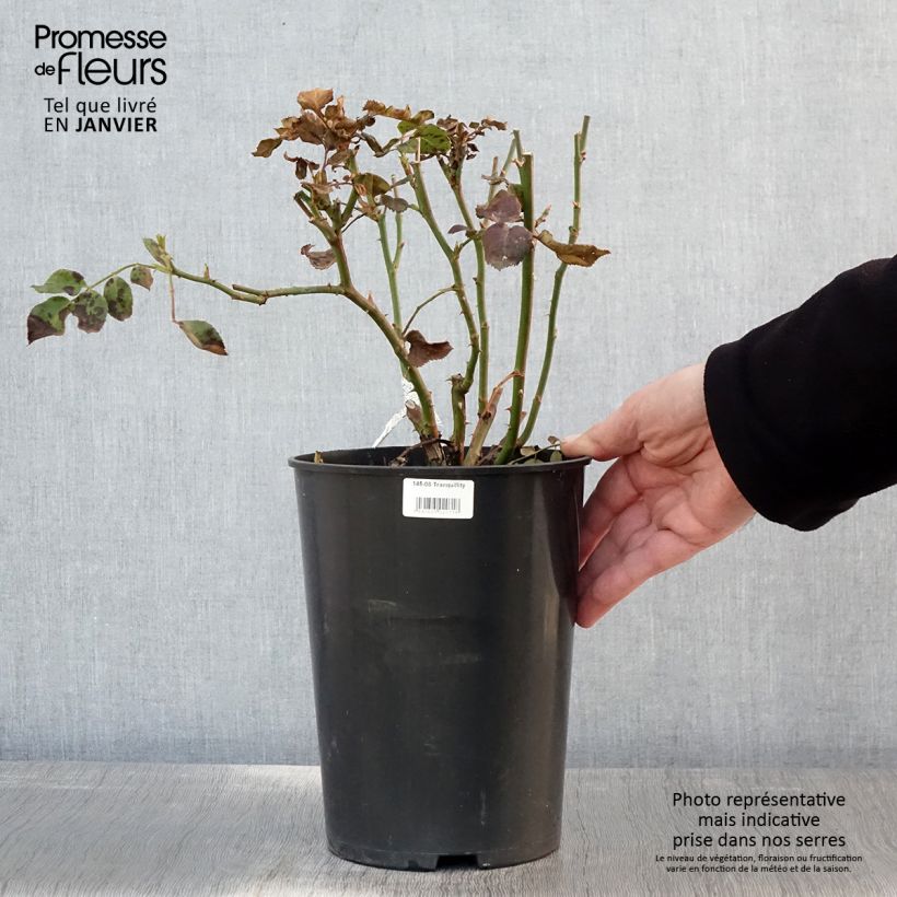 Rosa moscata Tranquillity Vaso da 4L/5L esemplare consegnato in inverno