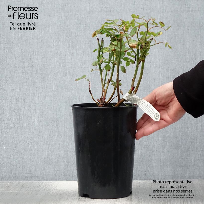 Rosa Vanessa Bell Vaso da 4L/5L esemplare consegnato in inverno