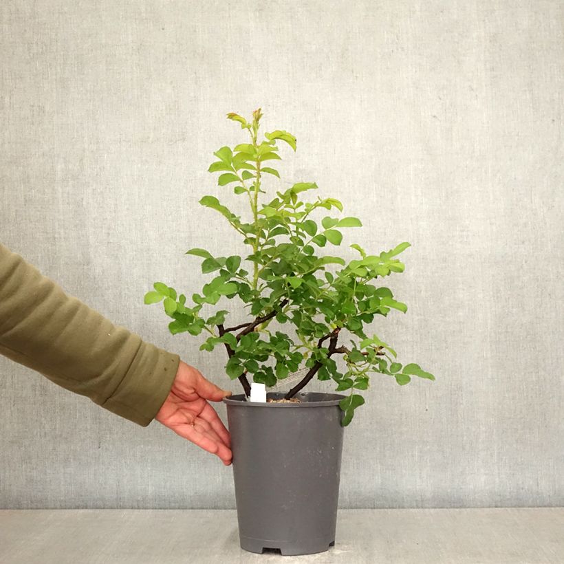 Rosa rugosa Wild Edric - Aushedge Vaso da 4L/5L esemplare consegnato in primavera