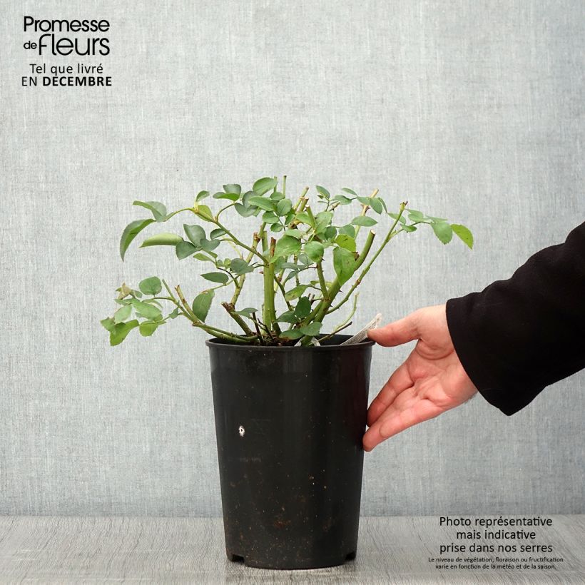 Esemplare di Rosa Wildeve Vaso da 4L/5L come consegnato in autunno
