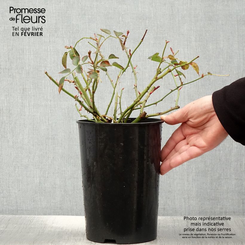 Rosa Wildeve Vaso da 4L/5L esemplare consegnato in inverno
