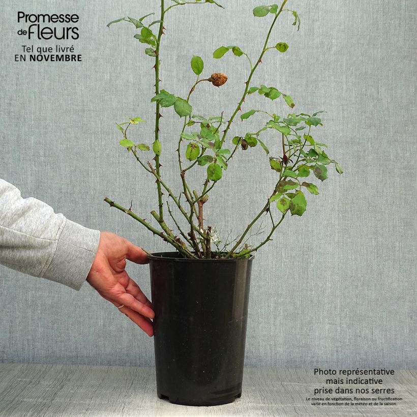 Esemplare di Rosa William and Catherine Vaso da 4L/5L come consegnato in autunno