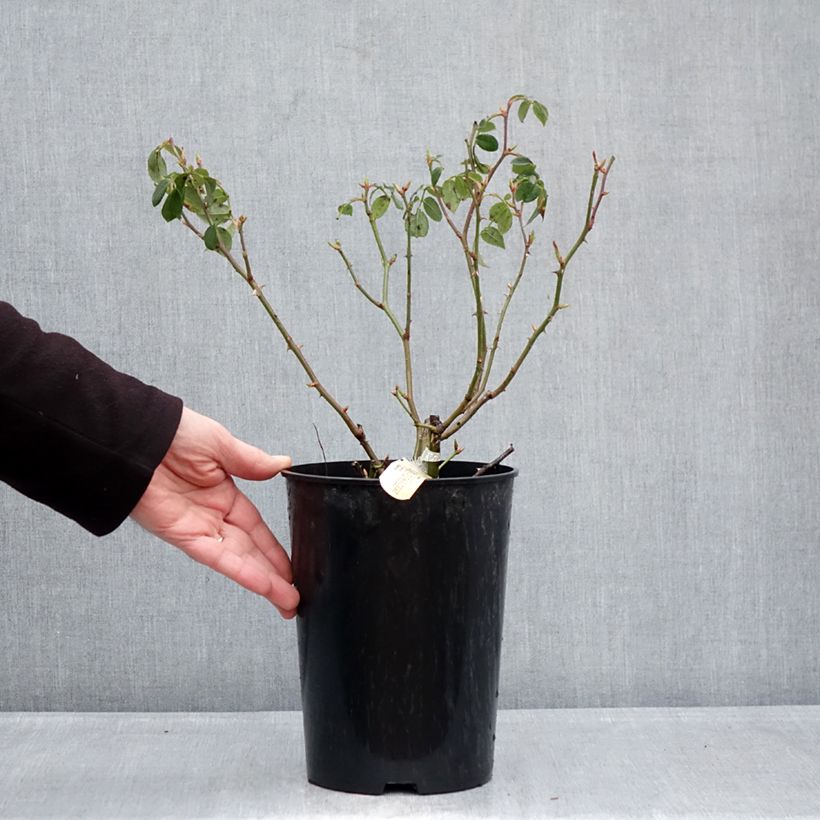 Rosa Wisley 2008 Vaso da 4L/5L esemplare consegnato in inverno