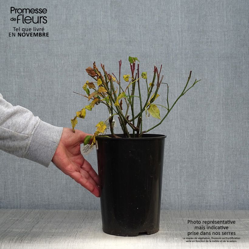Esemplare di Rosa Young Lycidas Vaso da 4L/5L come consegnato in autunno