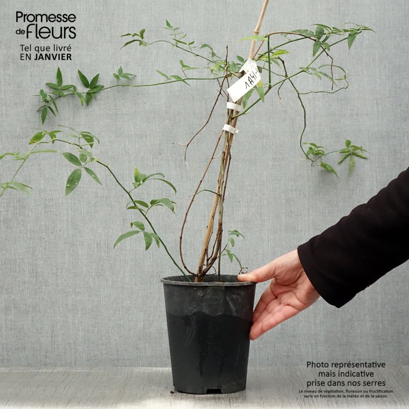 Rosa banksiae var. banksiae Alba Plena - Rosa di Lady Banks Vaso da 2L/3L esemplare consegnato in inverno