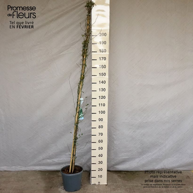 Rosa banksiae var. banksiae Alba Plena - Rosa di Lady Banks Vaso da 6L/7L esemplare consegnato in inverno