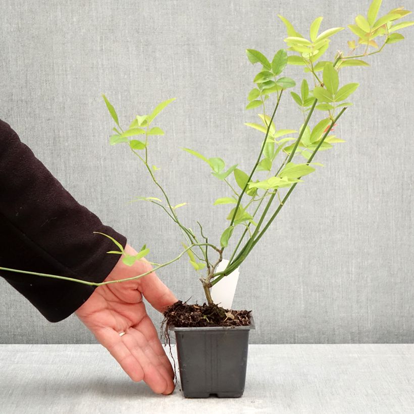 Rosa banksiae var. banksiae Alba Plena - Rosa di Lady Banks Vasetto da 8/9 cm esemplare consegnato in primavera