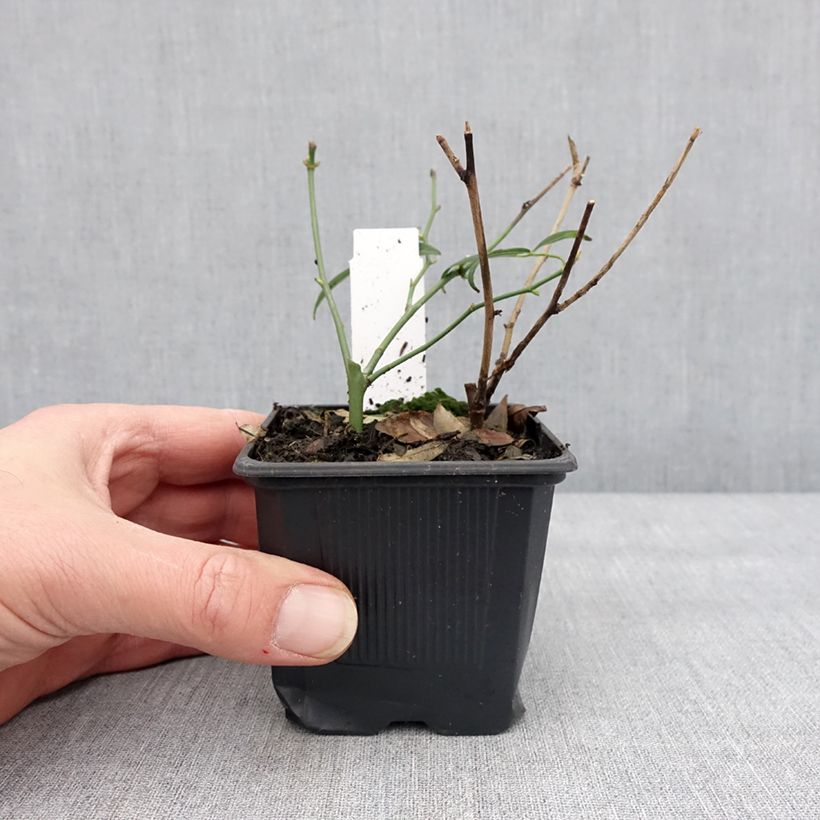 Rosa banksiae var. banksiae Alba Plena - Rosa di Lady Banks Vasetto da 8/9 cm esemplare consegnato in inverno