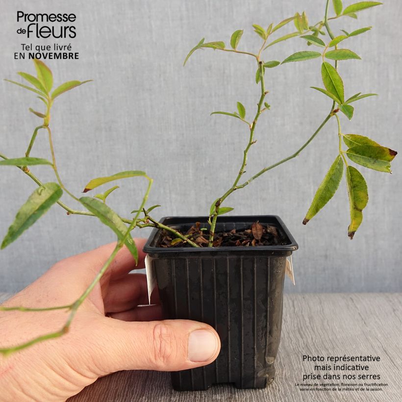 Esemplare di Rosa banksiae Lutea - Rosa di Lady Banks Vasetto da 8/9 cm come consegnato in autunno