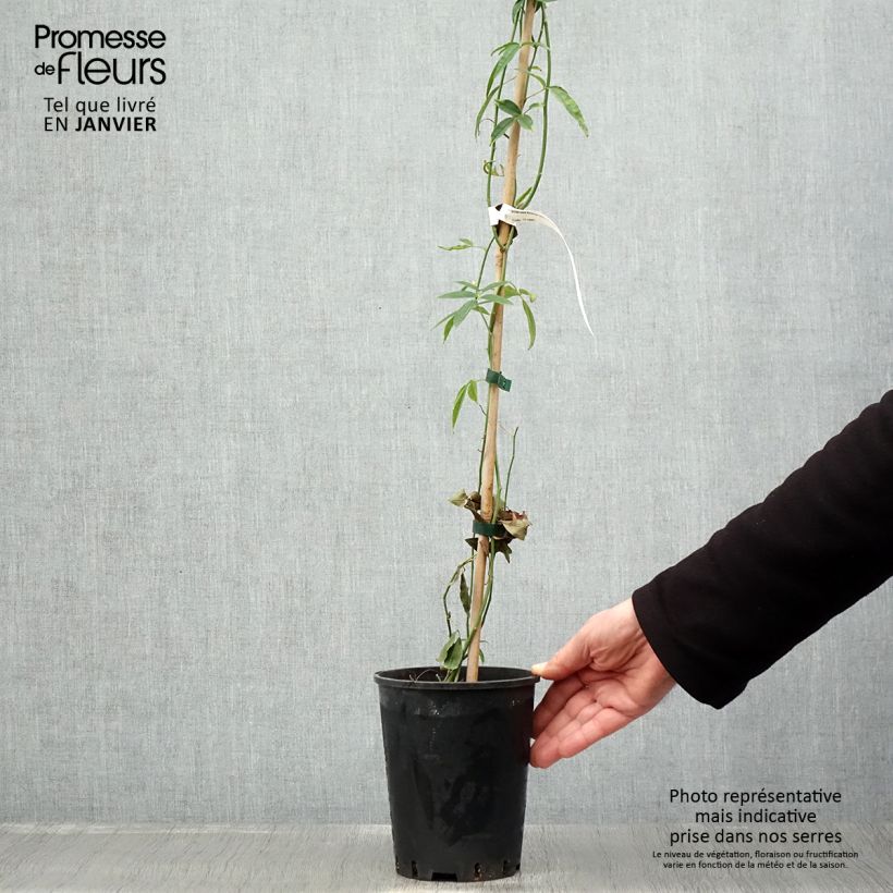 Rosa banksiae Lutea - Rosa di Lady Banks Vaso da 2L/3L esemplare consegnato in inverno