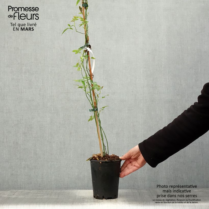 Rosa banksiae Lutea - Rosa di Lady Banks Vaso da 2L/3L esemplare consegnato in primavera