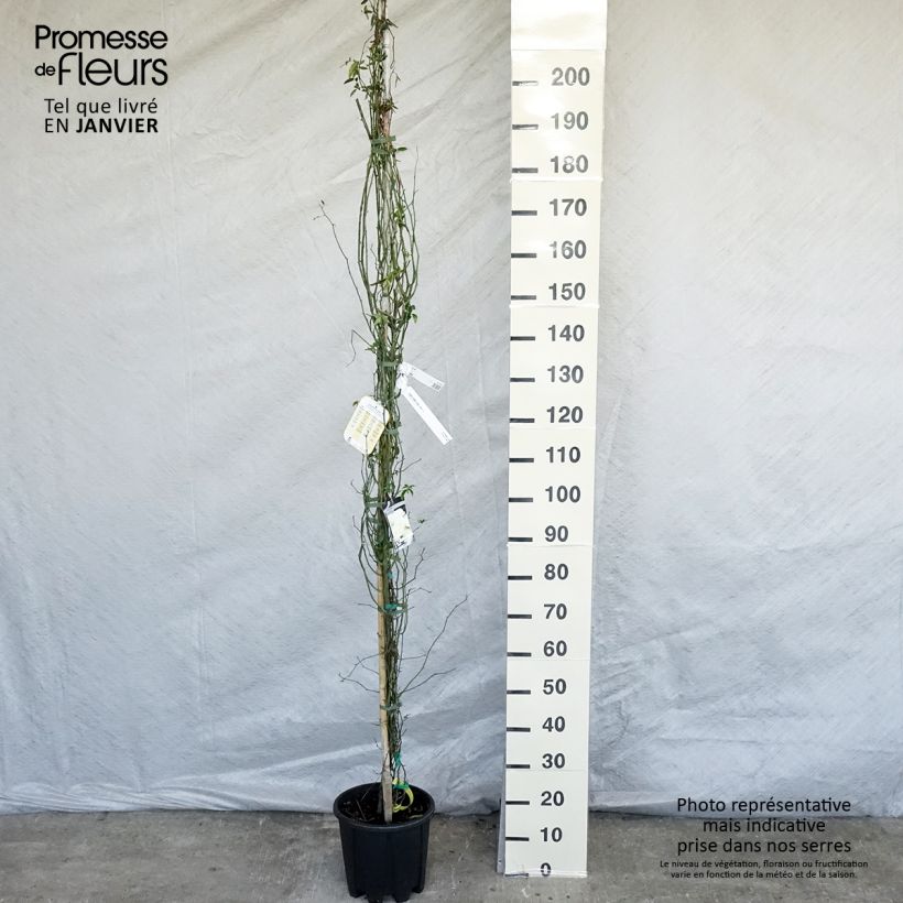 Rosa banksiae Lutea - Rosa di Lady Banks Vaso da 7,5L/10L esemplare consegnato in inverno