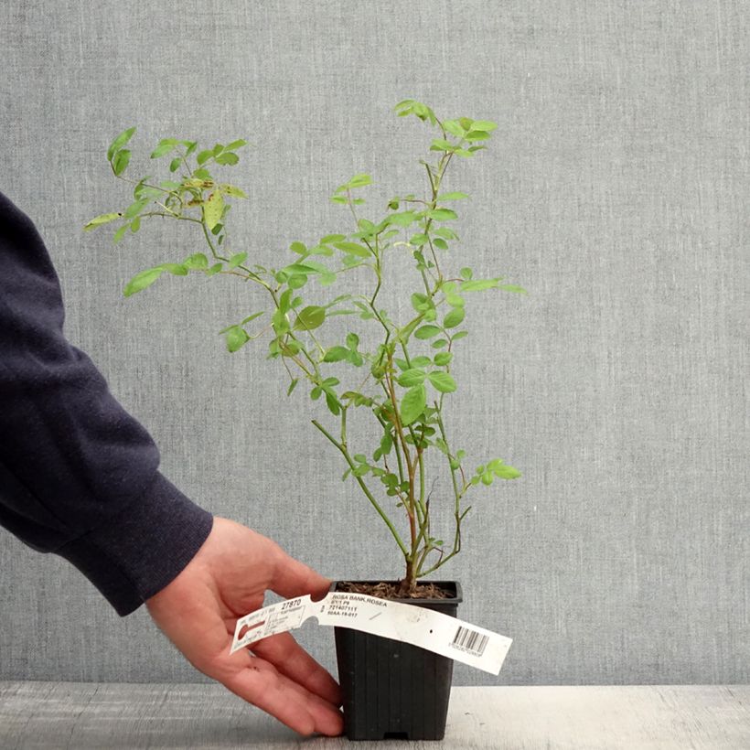 Rosa banksiae Rosea - Rosa di Lady Banks Vasetto da 8/9 cm esemplare consegnato in primavera