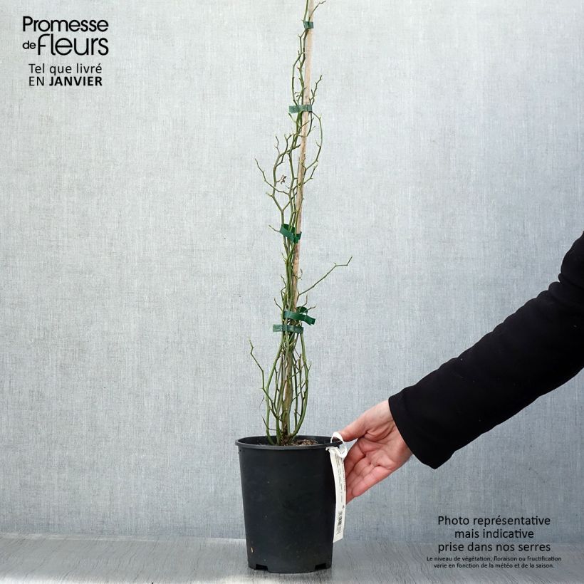 Rosa banksiae Rosea - Rosa di Lady Banks Vaso da 2L/3L esemplare consegnato in inverno