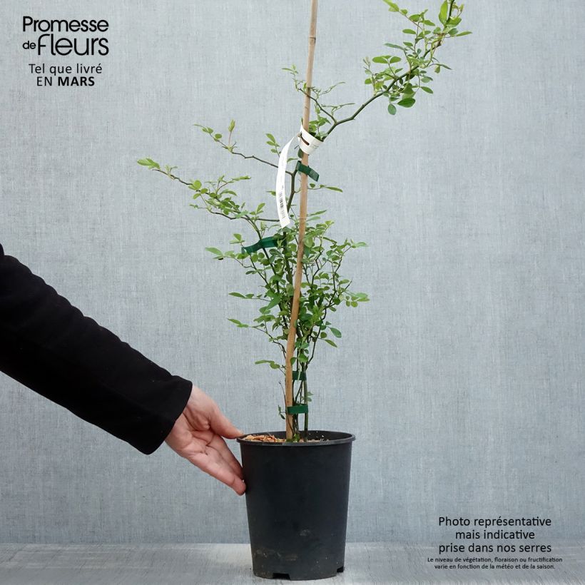 Rosa banksiae Rosea - Rosa di Lady Banks Vaso da 2L/3L esemplare consegnato in primavera