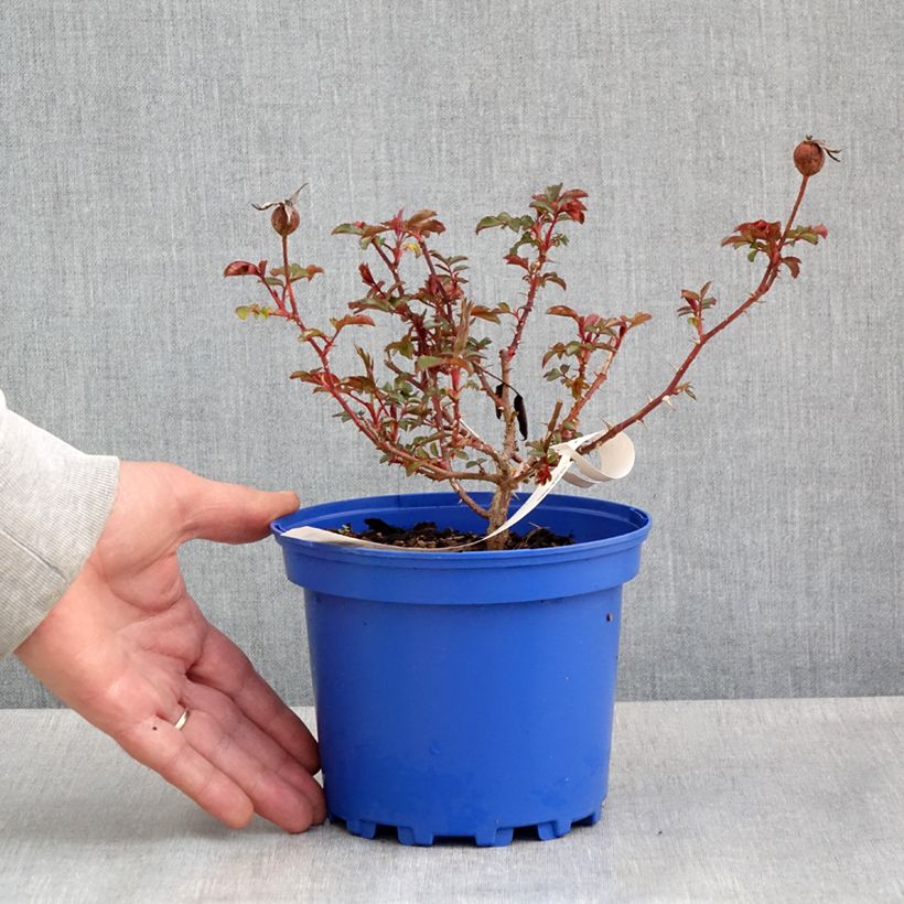 Rosa tappezzante Baia Vaso da 2L/3L esemplare consegnato in primavera