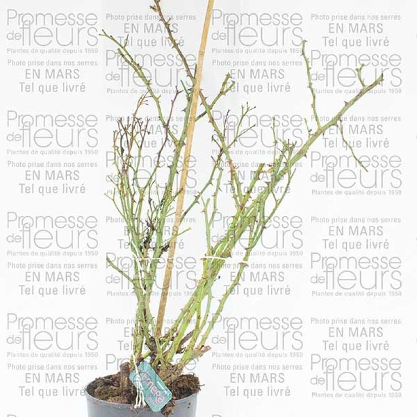 Esempio di esemplare Rosa Heidetraum Plus Rampicante Vaso da 4L/5L come consegnato