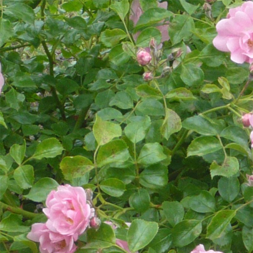 Rosa tappezzante Sommermelodie (NOAmel) (Fogliame)