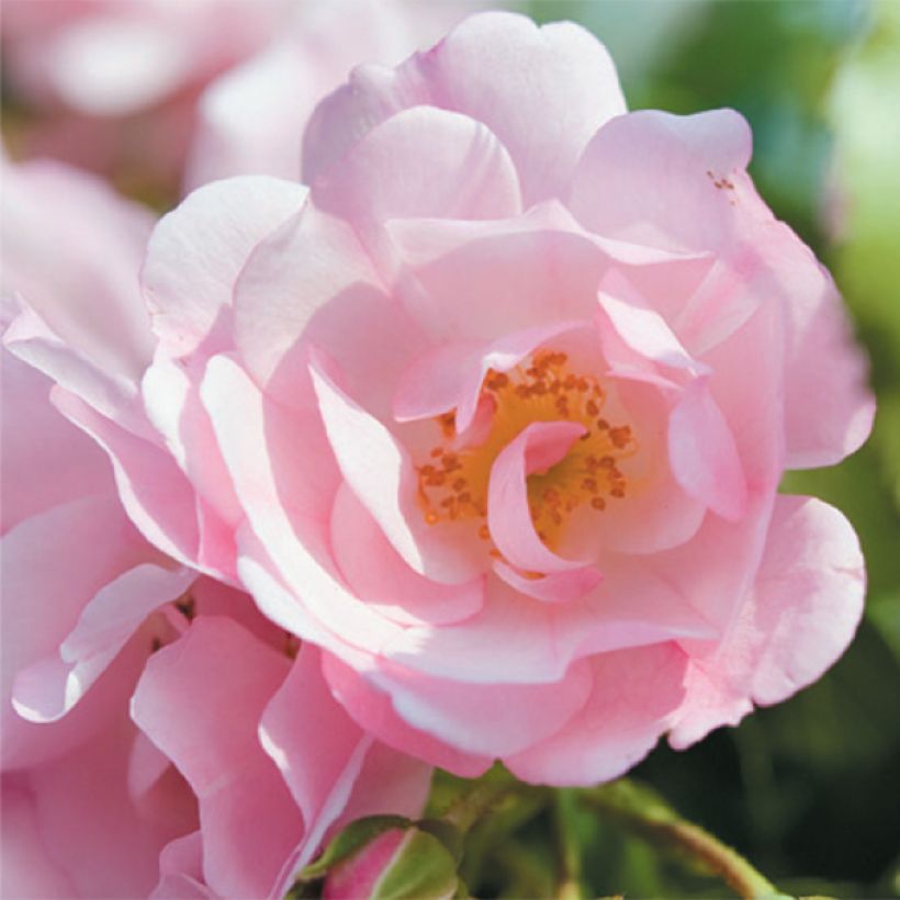 Rosa tappezzante Sommermelodie (NOAmel) (Fioritura)