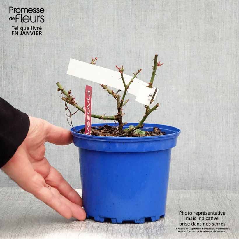 Rosa tappezzante New Vesuvia Vaso da 2L/3L esemplare consegnato in inverno