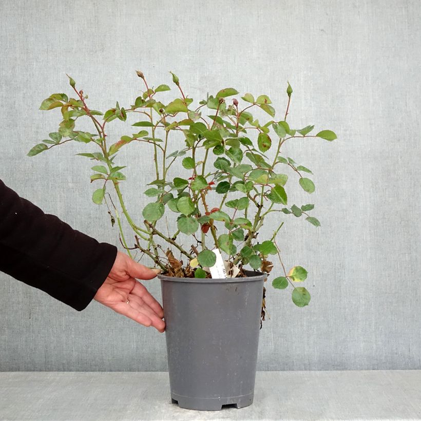 Rosa tappezzante New Vesuvia Vaso da 4L/5L esemplare consegnato in primavera