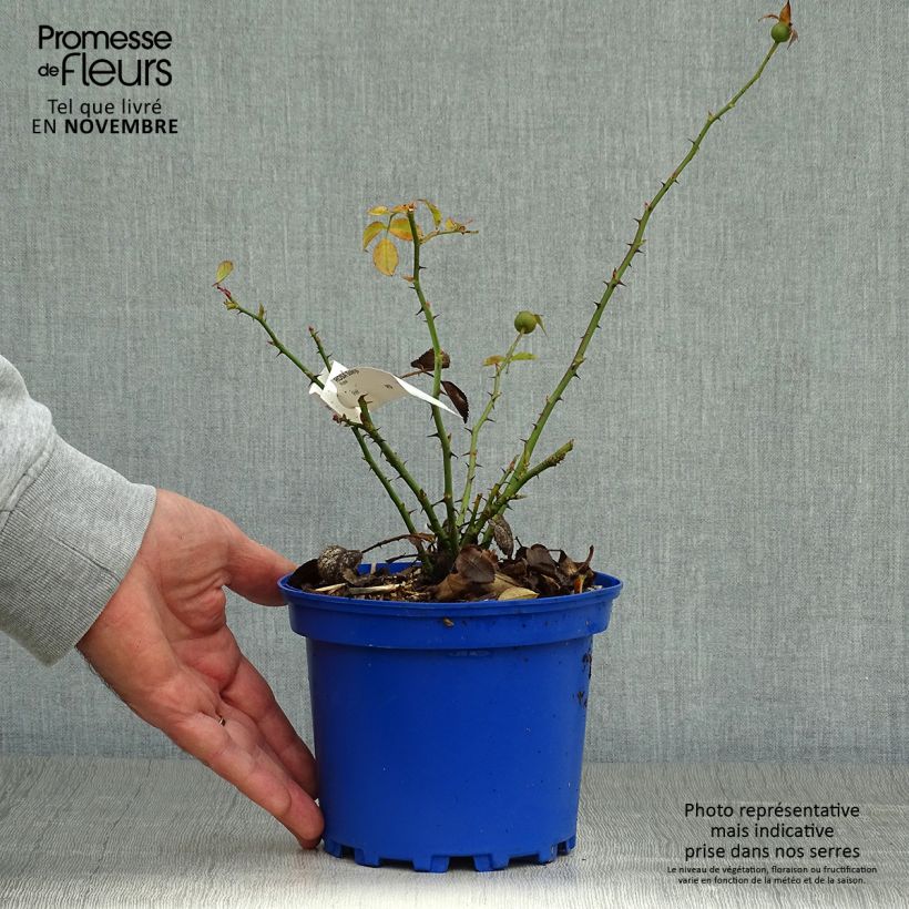 Esemplare di Rosa tappezzante Soleya Vaso da 2L/3L come consegnato in autunno