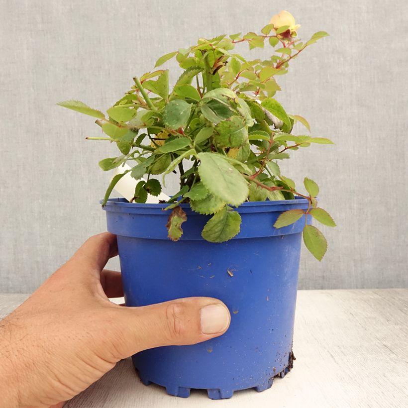 Esemplare di Rosa tappezzante Soleya Vaso da 2L/3L consegnato in estate