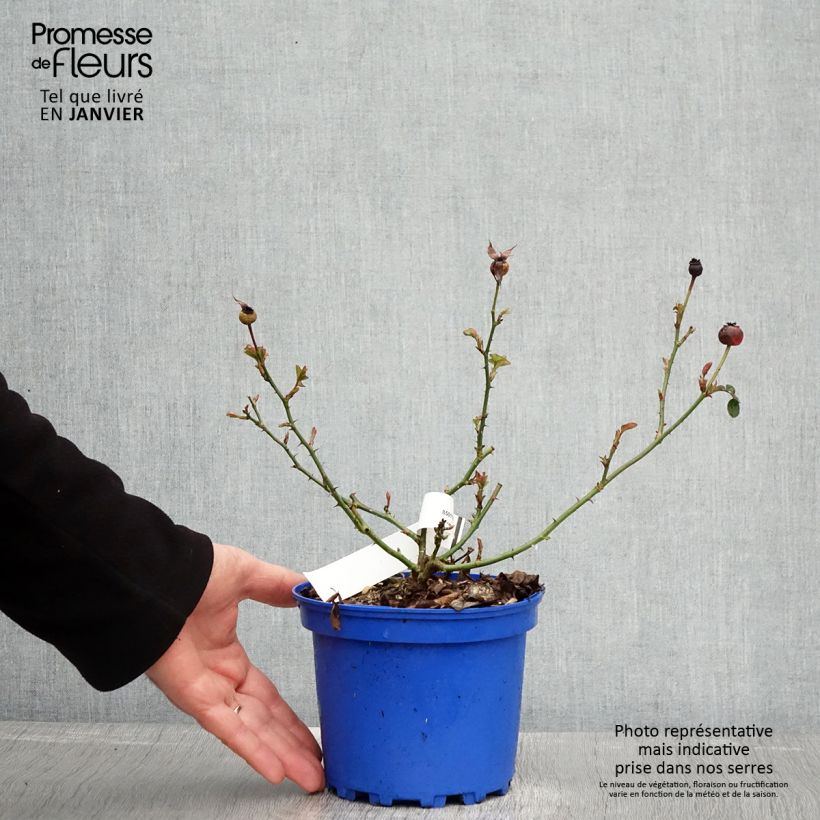 Rosa tappezzante Soleya Vaso da 2L/3L esemplare consegnato in inverno