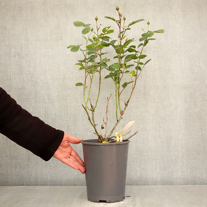 Rosa tappezzante Soleya Vaso da 4L/5L esemplare consegnato in primavera