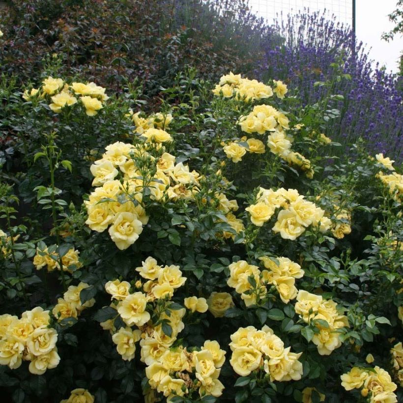 Rosa tappezzante Loredo (NOAlesa) (Porto)