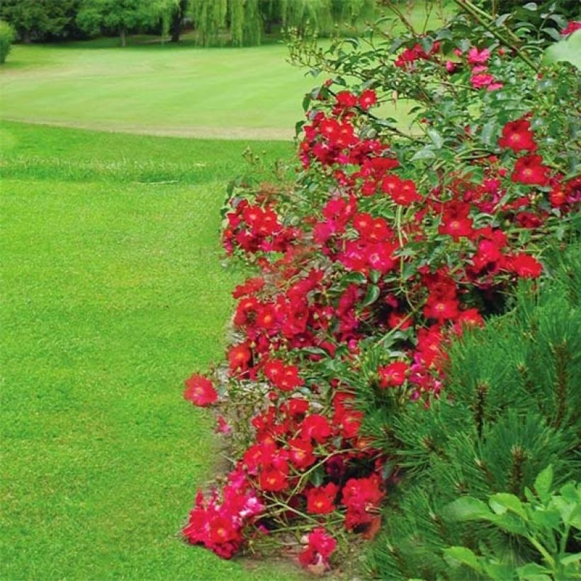 Rosa tappezzante Alcantara (NOAre) (Fioritura)