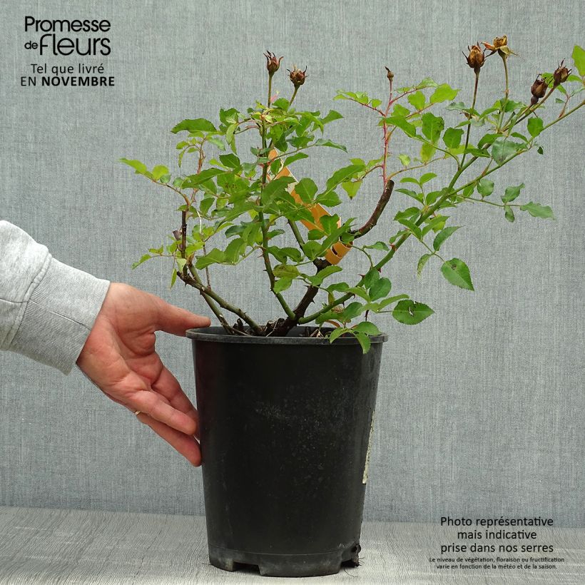 Esemplare di Rosa tappezzante Sedana Vaso da 4L/5L come consegnato in autunno