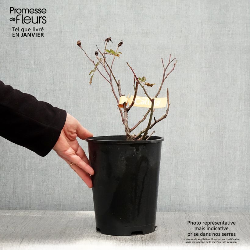 Rosa tappezzante Sedana Vaso da 4L/5L esemplare consegnato in inverno