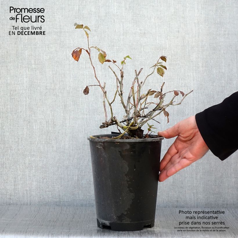 Esemplare di Rosa tappezzante Celina (NOAson) Vaso da 4L/5L come consegnato in autunno
