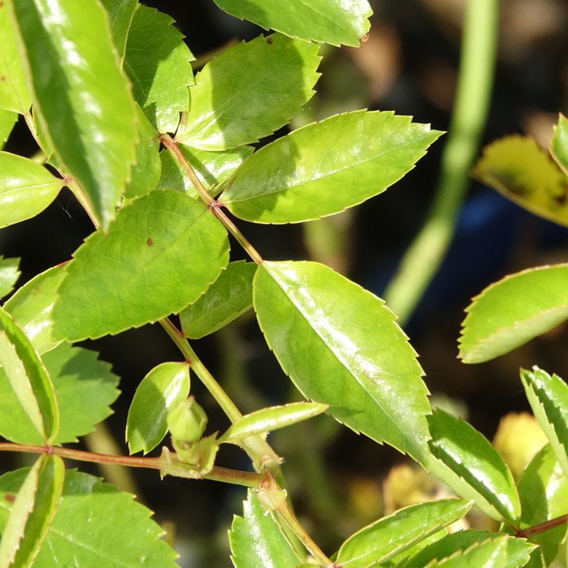 Rosa tappezzante Isalia (Noat1804) (Fogliame)