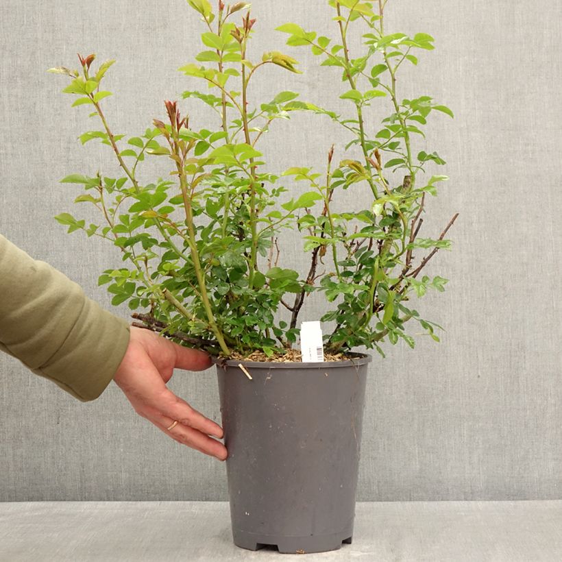 Rosa tappezzante Isalia (Noat1804) Vaso da 4L/5L esemplare consegnato in primavera