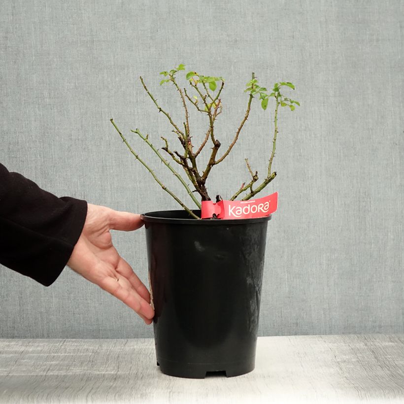 Esemplare di Rosa tappezzante Sorrento (Kadora) Vaso da 4L/5L come consegnato in autunno