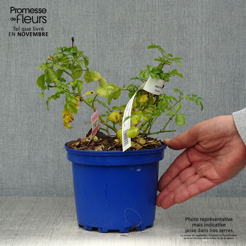 Esemplare di Rosa tappezzante Sommermelodie (NOAmel) Vaso da 2L/3L come consegnato in autunno
