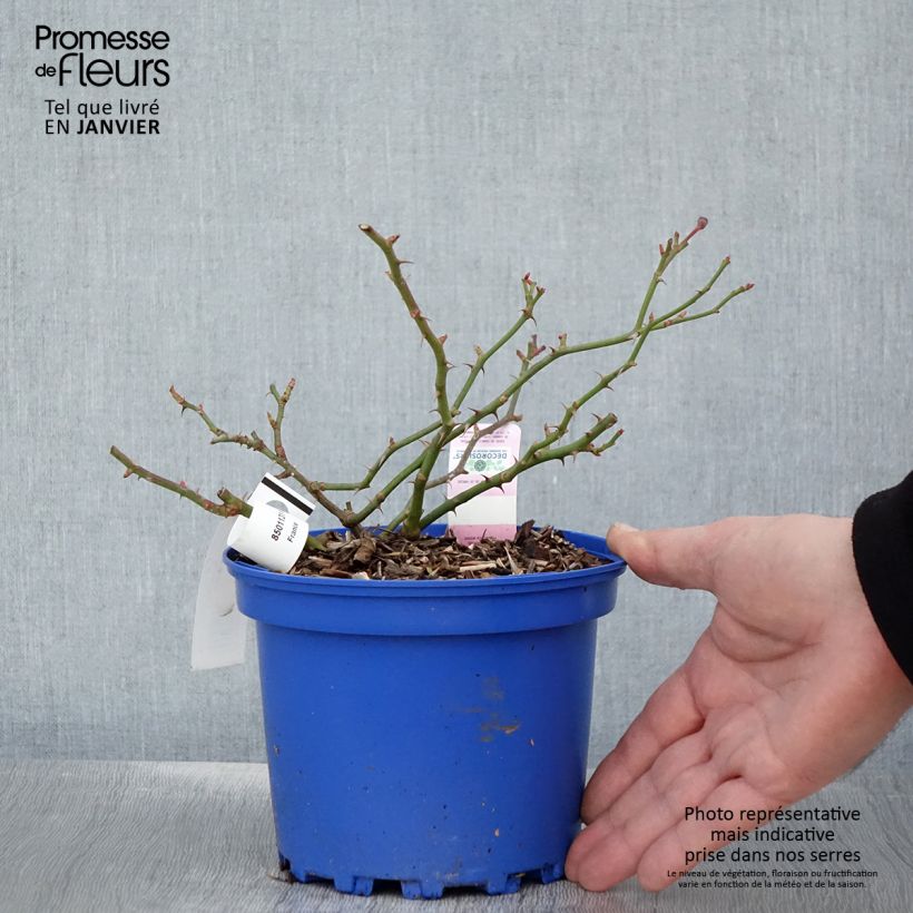 Rosa tappezzante Sommermelodie (NOAmel) Vaso da 2L/3L esemplare consegnato in inverno