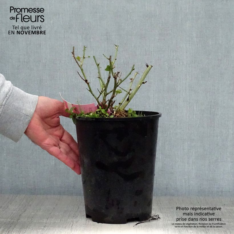Esemplare di Rosa tappezzante Sommermelodie (NOAmel) Vaso da 4L/5L come consegnato in autunno