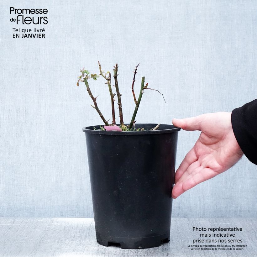 Rosa tappezzante Sommermelodie (NOAmel) Vaso da 4L/5L esemplare consegnato in inverno