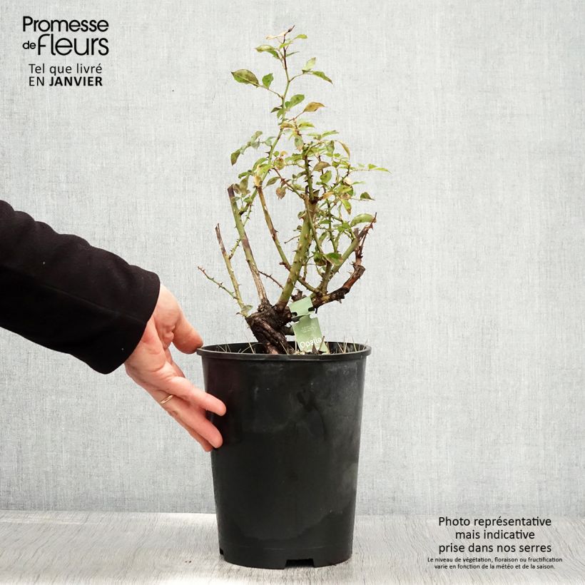 Rosa tappezzante White Flower Carpet (NOAschnee) Vaso da 4L/5L esemplare consegnato in inverno