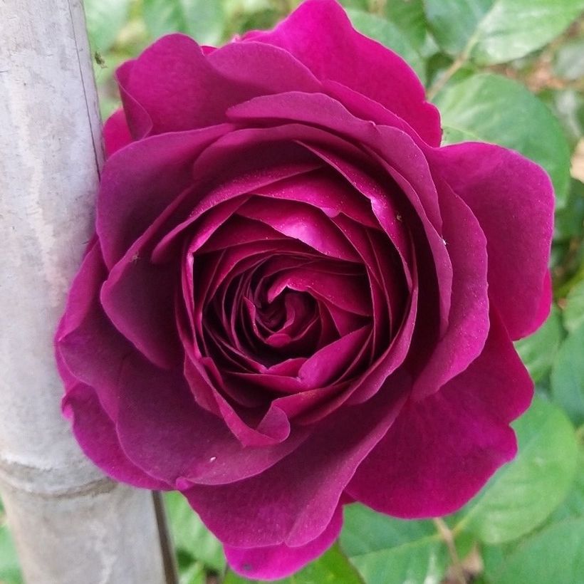 Rosa tappezzante Purple Voluptia (Fioritura)