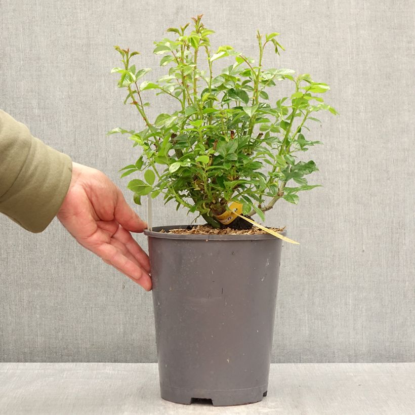 Rosa tappezzante Loredo (NOAlesa) Vaso da 4L/5L esemplare consegnato in primavera