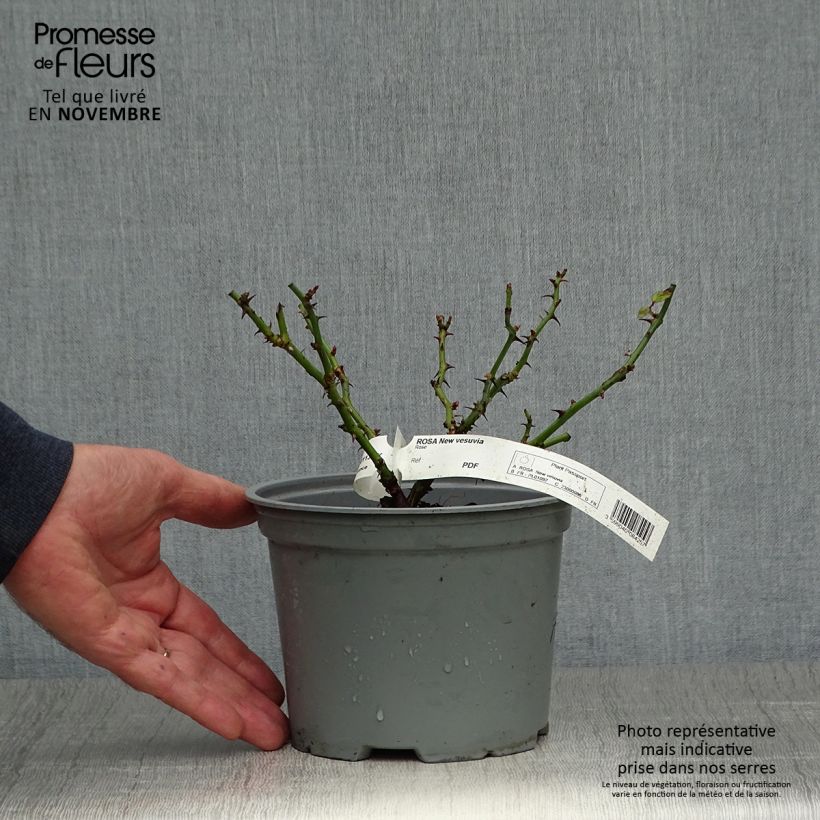 Esemplare di Rosa tappezzante Alcantara (NOAre) Vaso da 2L/3L come consegnato in autunno