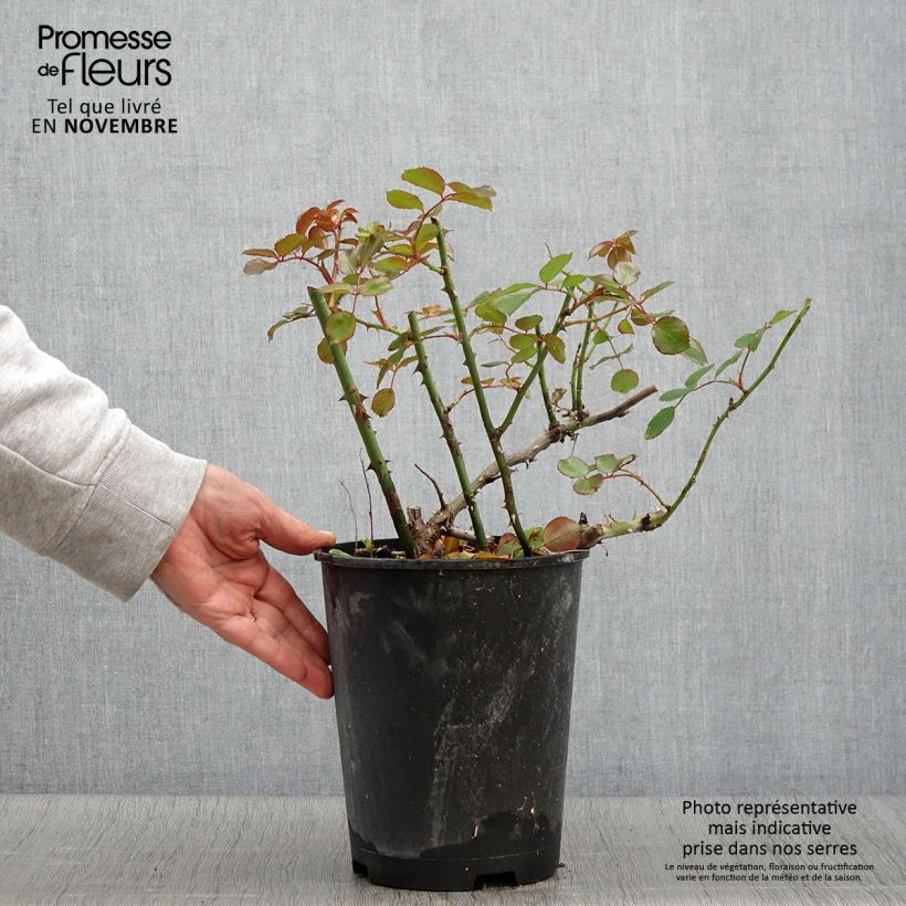 Esemplare di Rosa tappezzante Alcantara (NOAre) Vaso da 4L/5L come consegnato in autunno