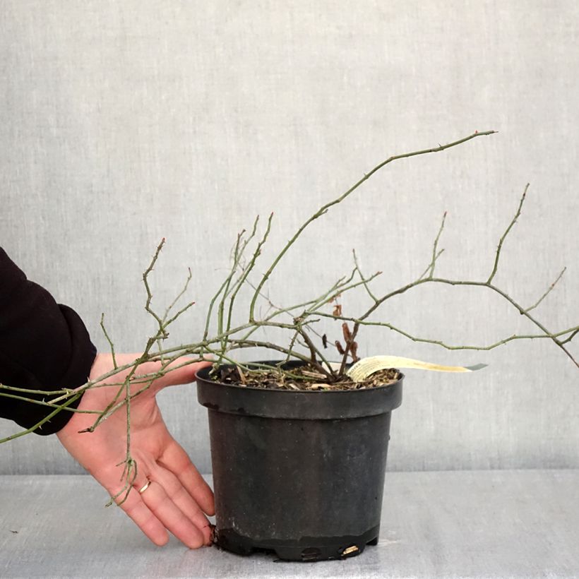 Rosa arvensis - Rosa cavallina Vaso da 2L/3L esemplare consegnato in inverno