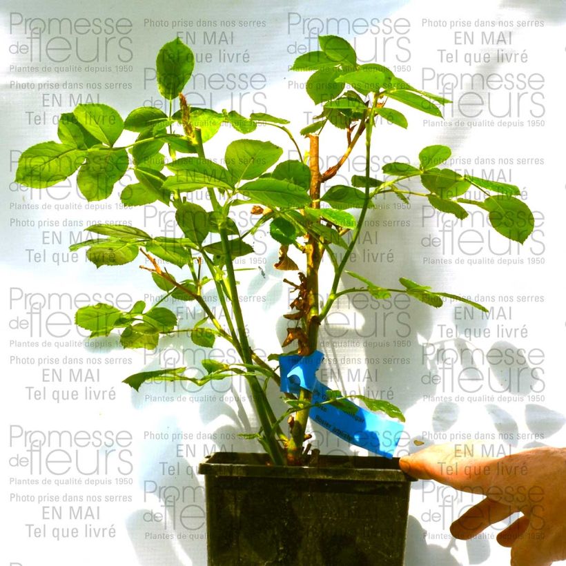 Esempio di esemplare Rosa Floribunda Emile Garcin Vaso da 4L/5L come consegnato